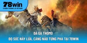 đá gà Thomo